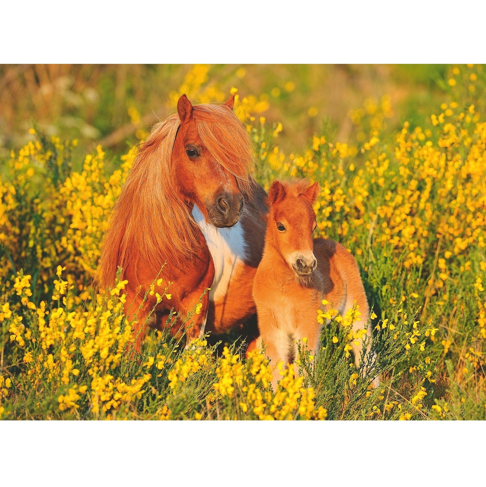 Puzzel Ravensburger - Shetlandpony (100 XXL)