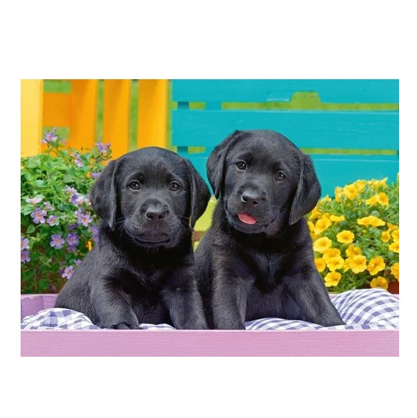 Puzzel Ravensburger - Zwarte Labradors (300 XXL)