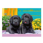 Puzzel Ravensburger - Zwarte Labradors (300 XXL)
