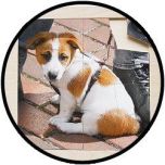 Puzzel Hond - hout 16 delig